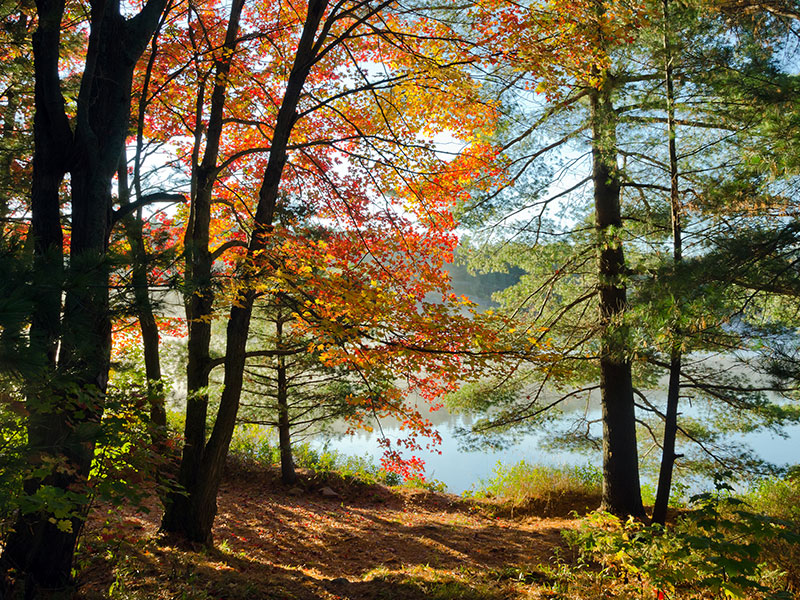 Estate Agents Torrington Bond Oxborough Phillips